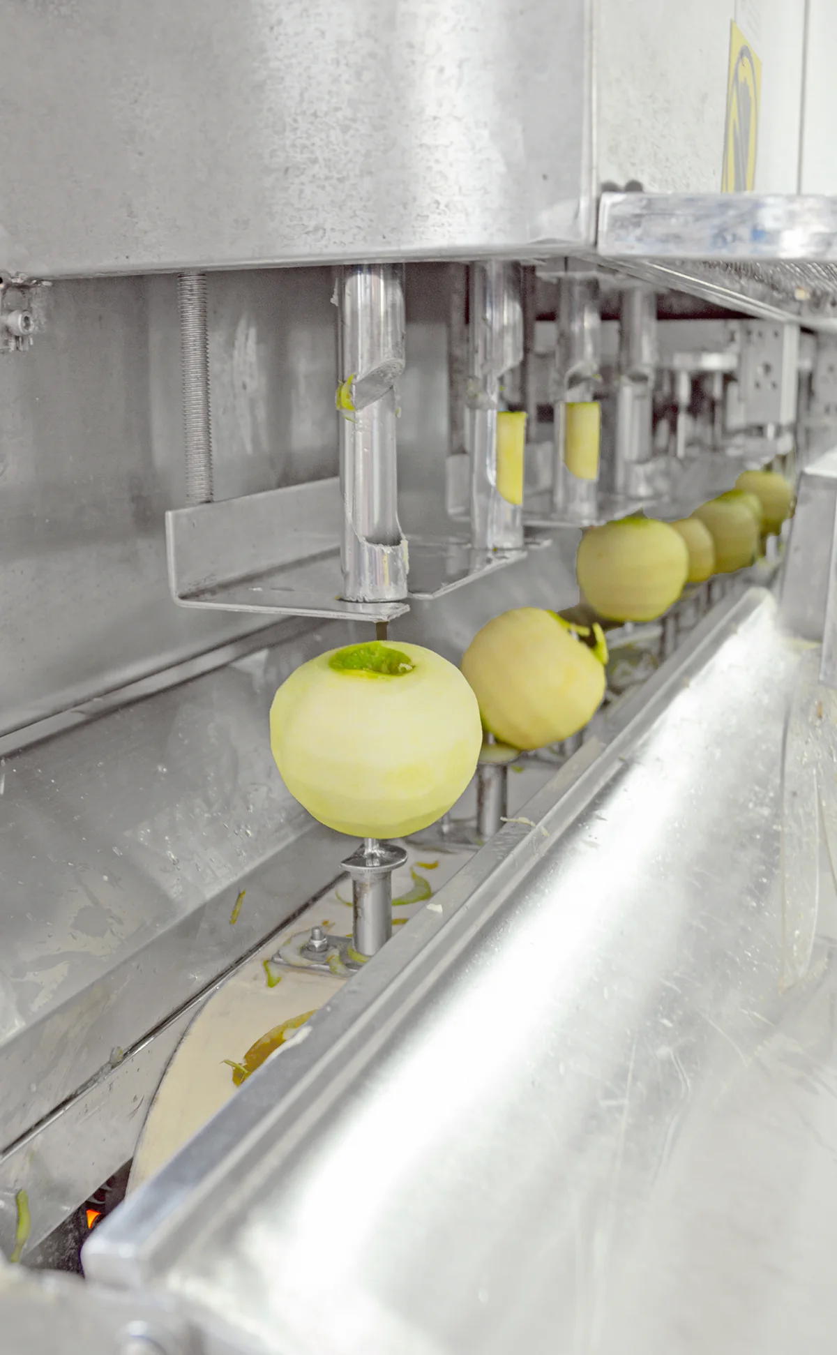 производство сушеного яблока